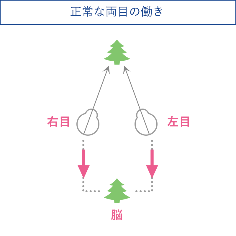 正常な両目の働き