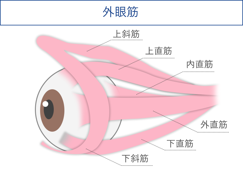 外眼筋