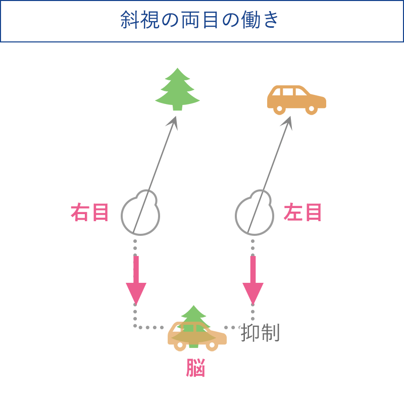 斜視の両目の働き